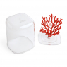 Container with coral