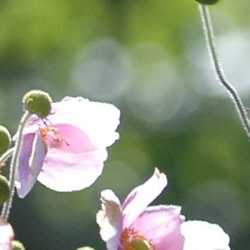 Douce Rosée - Tons VERT ROSE