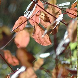 Lointains Souvenirs - Tons MARRON